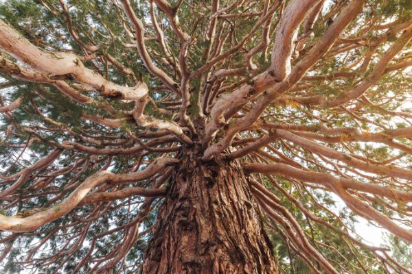 sequoia bois imputrescible